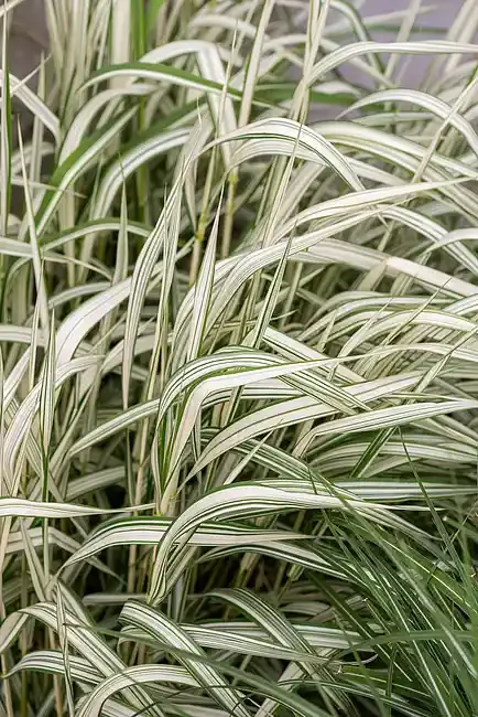 'Feesey' Mozga trzcinowata Phalaris arundinacea