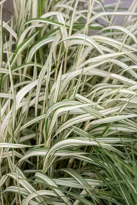 'Feesey' Mozga trzcinowata Phalaris arundinacea