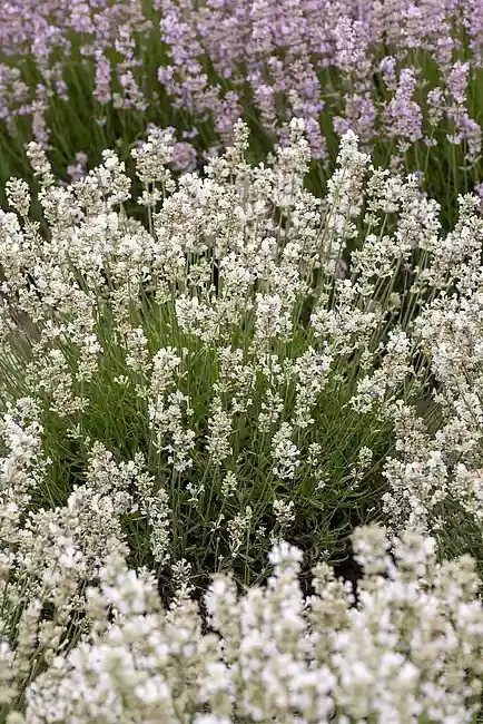 'Arctic Snow' Lawenda Lavandula