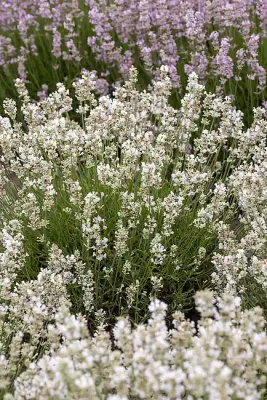 'Arctic Snow' Lawenda Lavandula