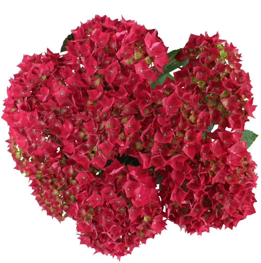 'Vox® Marine Red' Hortensja ogrodowa Hydrangea