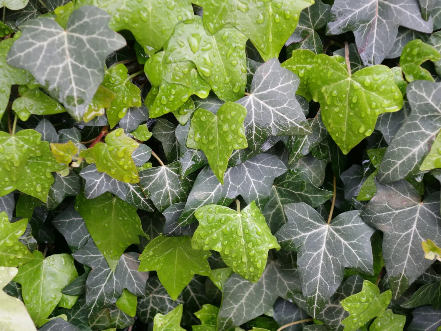 Bluszcz pospolity Hedera helix