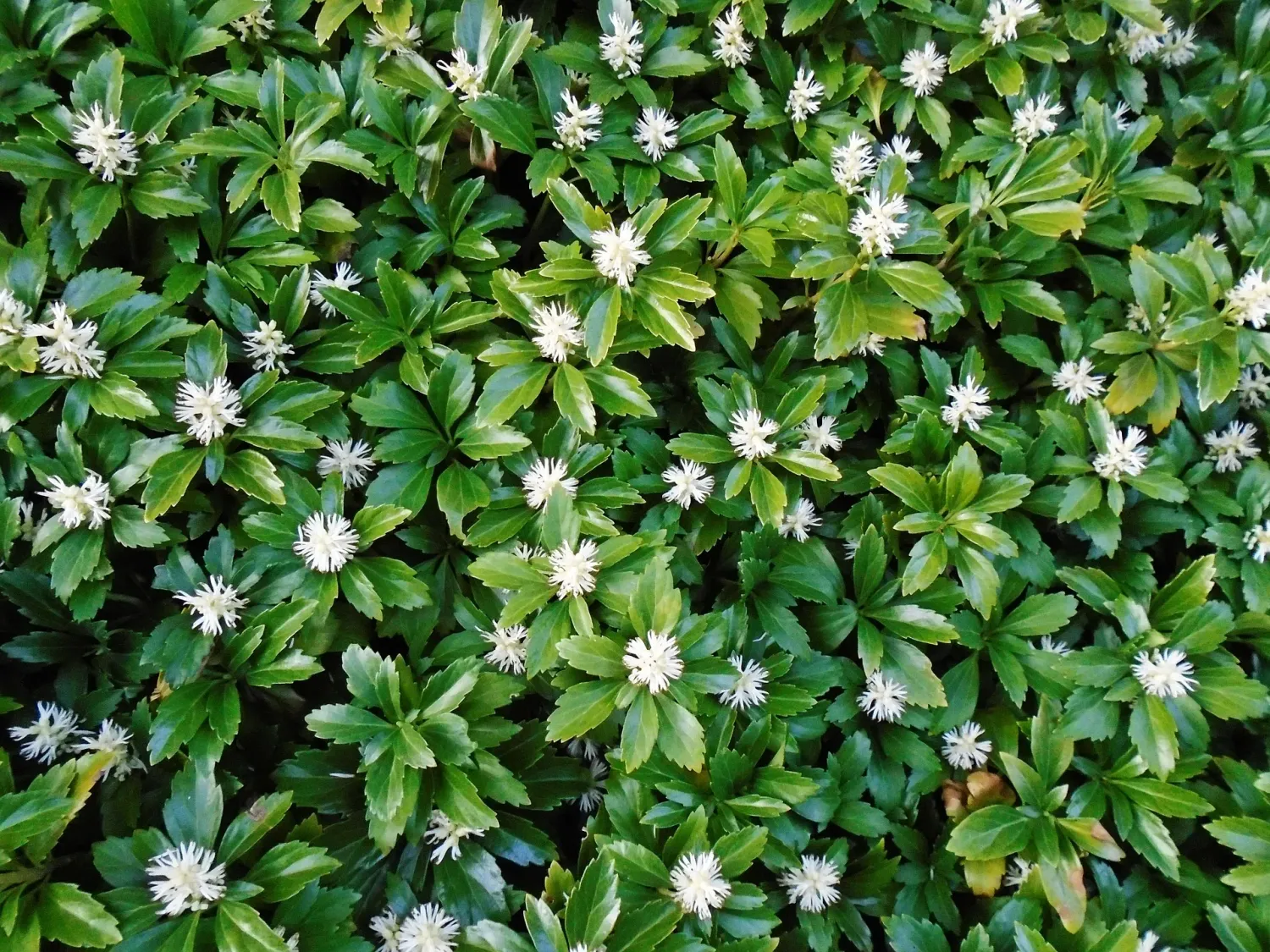 Runianka japońska Pachysandra terminalis