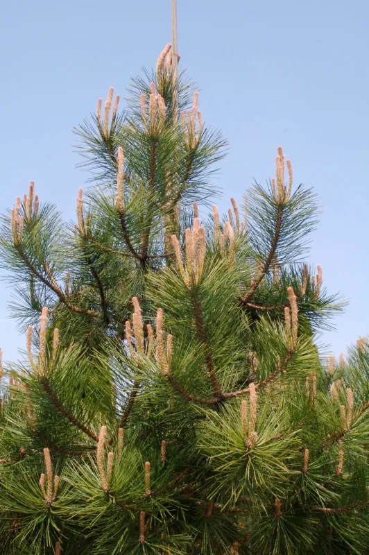 Sosna czarna Pinus nigra