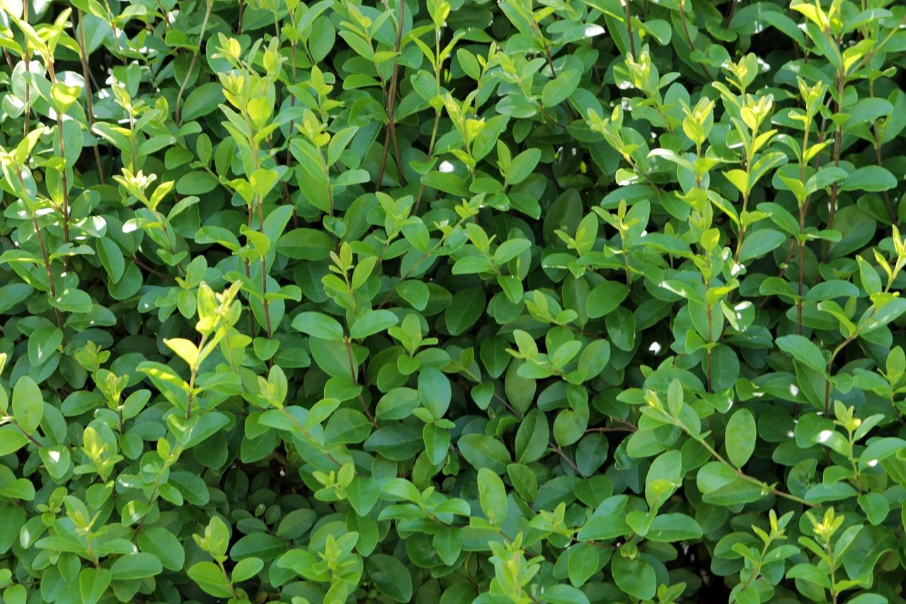 Ligustr jajolistny Ligustrum