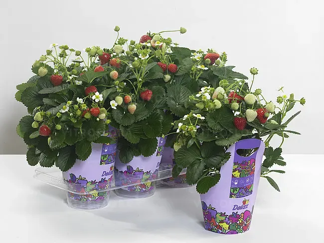 ''Delizz'® Truskawka pnąca zwisająca Fragaria