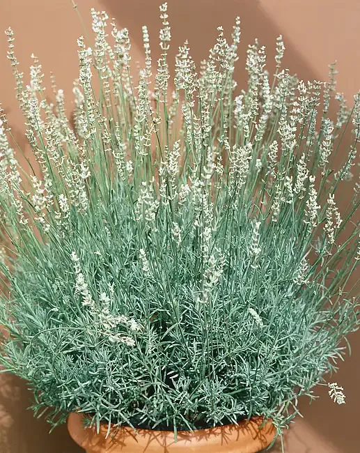 'Alba' Lawenda Lavandula