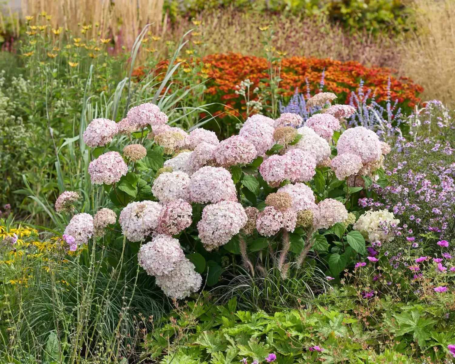 'Candybelle StandUp Pink' Hortensja drzewiasta Hydrangea arborescens