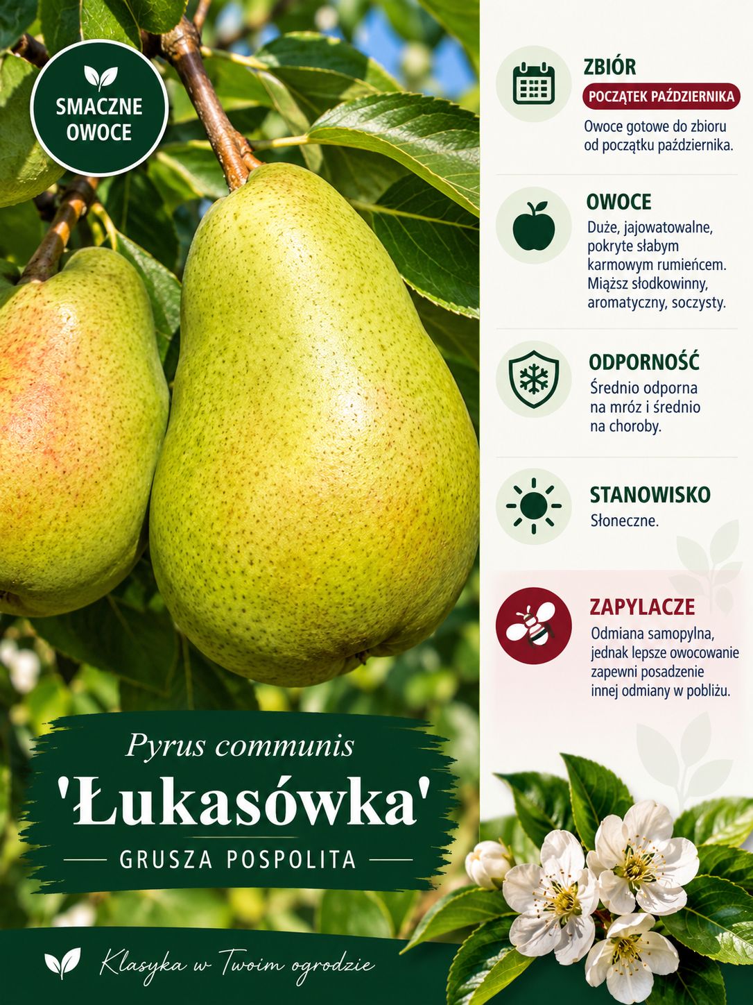 Grusza w doniczce Gruszka 'Lukasówka'