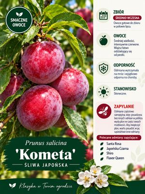 Śliwa japońska w doniczce śliwka 'Kometa'