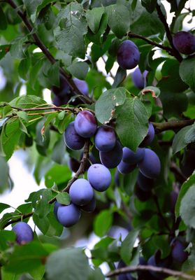 Śliwa w doniczce śliwka 'President'