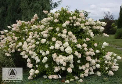 'Grandiflora' Hortensja bukietowa Hydrangea paniculata
