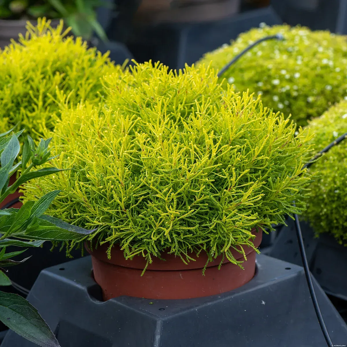 'Lemon Fizz' Santolina Santolina rosmarinifolia