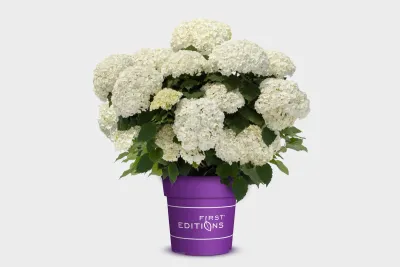 Hortensja drzewiasta Hydrangea arborescens 'FlowerWOW'