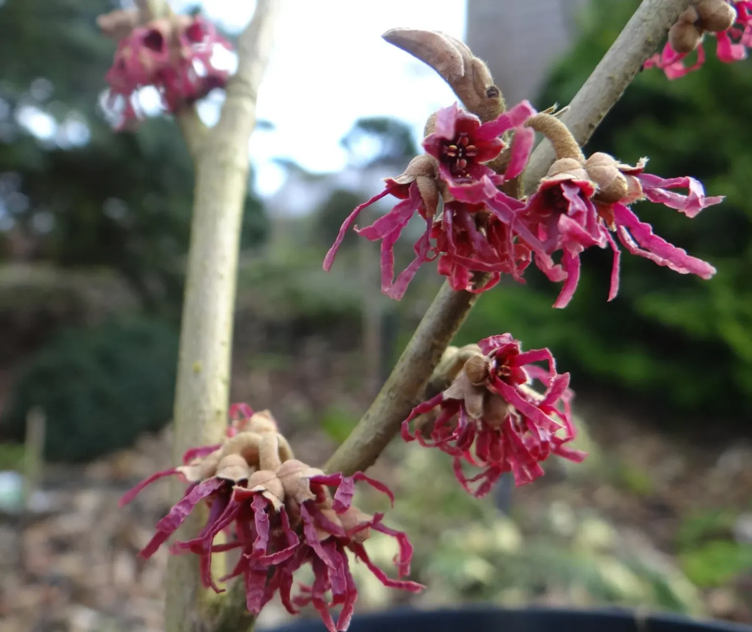 'Amethyst' Oczar wiosenny Hamamelis verinalis