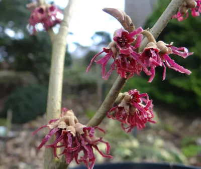 'Amethyst' Oczar wiosenny Hamamelis verinalis