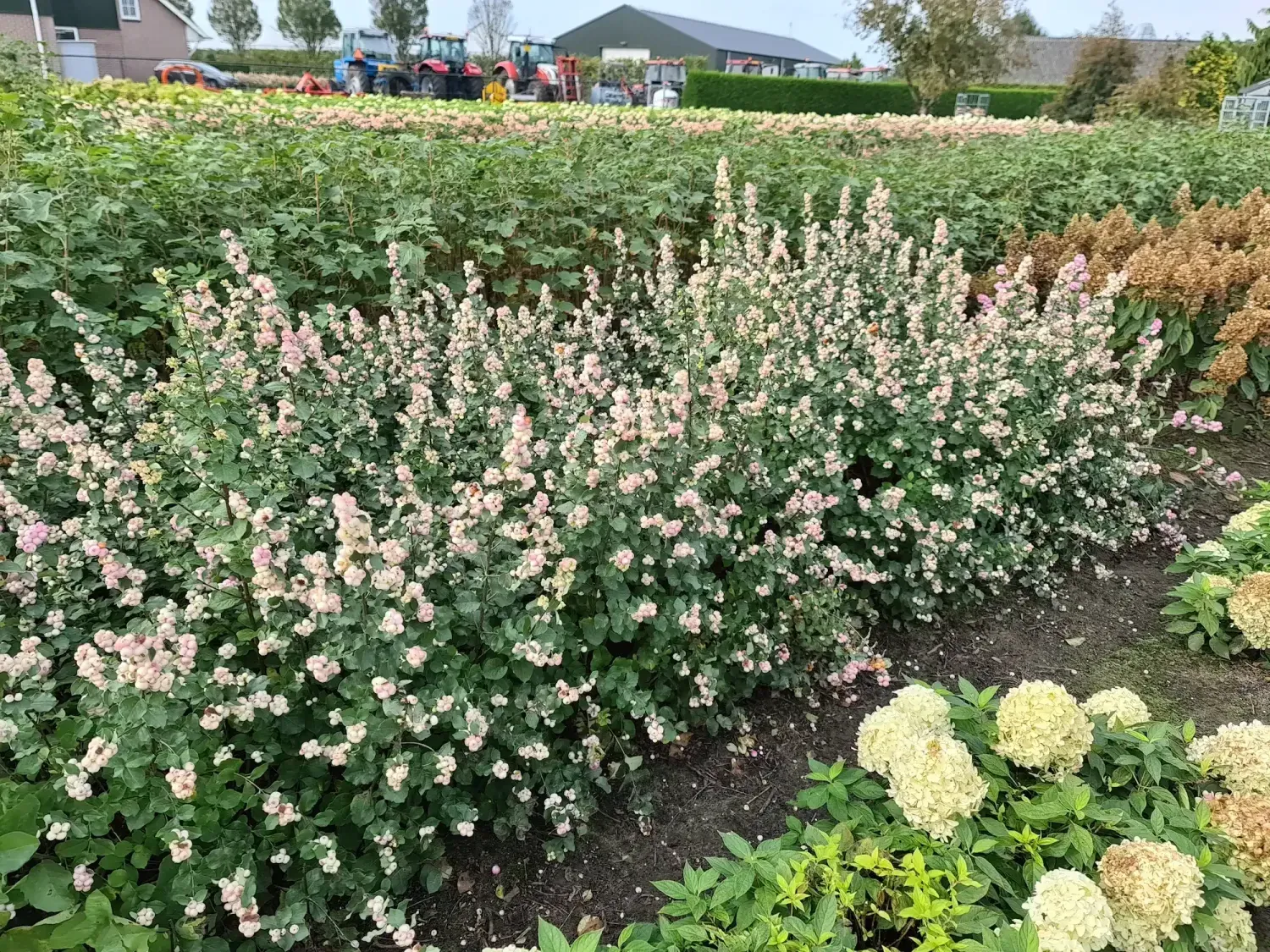 'Symphony Rave' Śnieguliczka Symphoricarpos