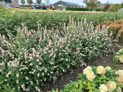 'Symphony Rave' Śnieguliczka Symphoricarpos