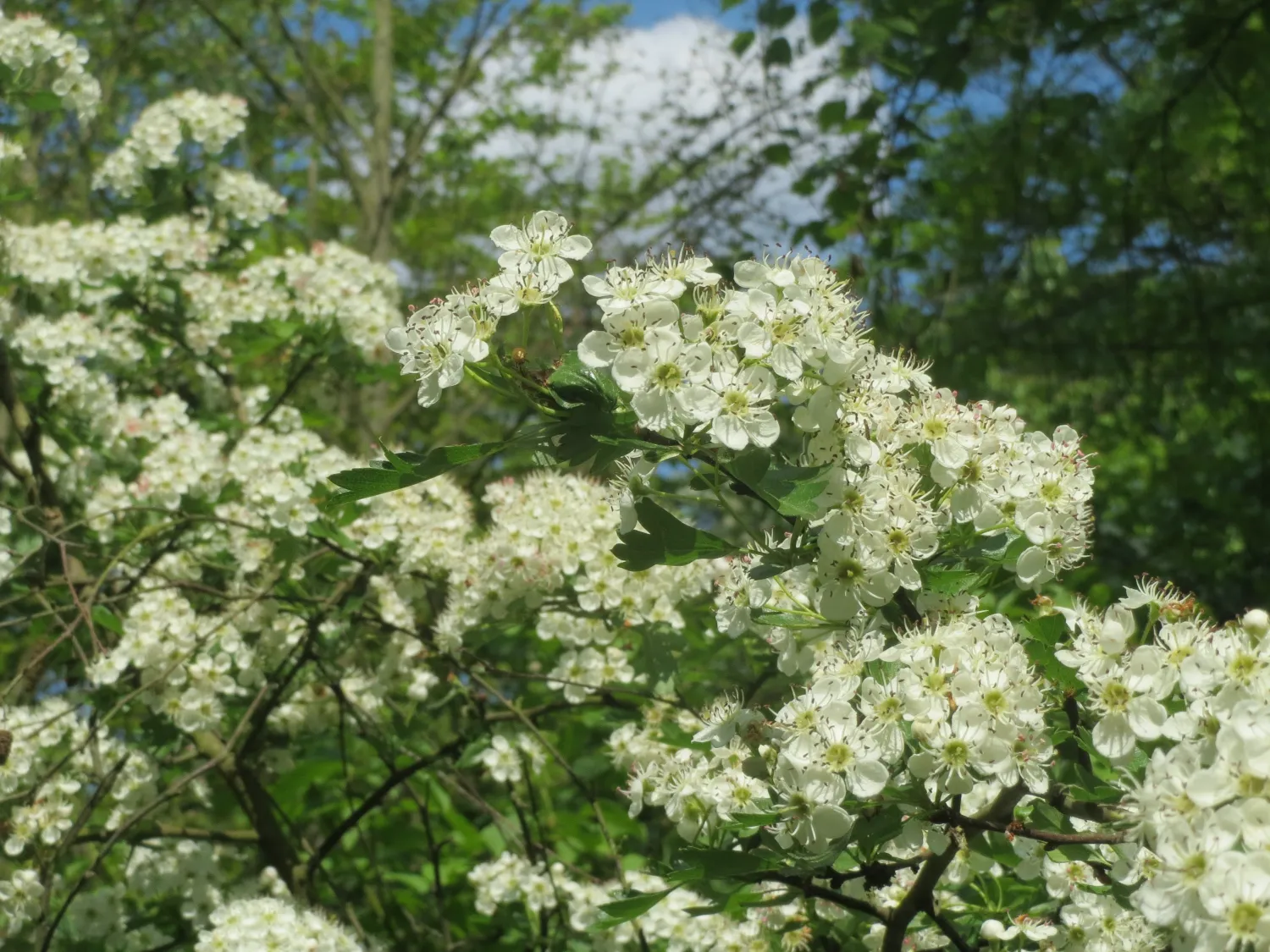 Głóg jednoszyjkowy Crataegus monogyna
