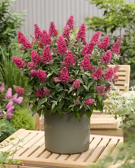 'Butterfly Candy® Little Bubblegum' Budleja Dawida Buddleja davidii