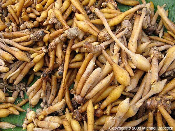 Krachai Khao Powder (Finger Roots, 80 gms)
