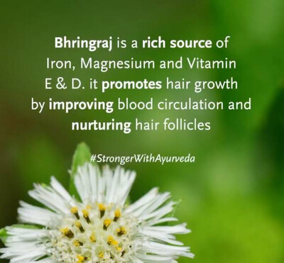 Bhringraj Plus Hair Oil