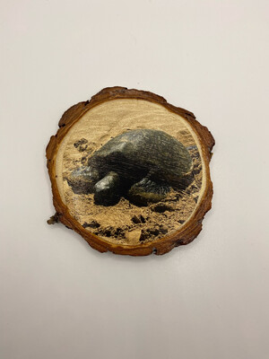 Sea Turtle Coaster