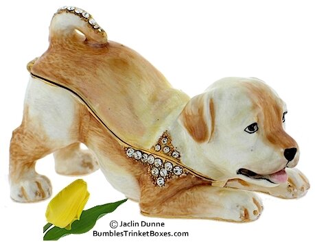 Puppy Labrador