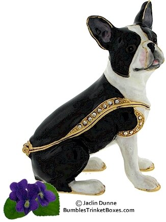 Boston Terrier Sitting