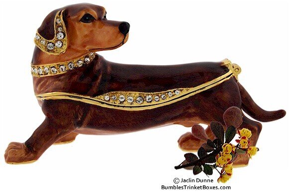Brown Dachshund