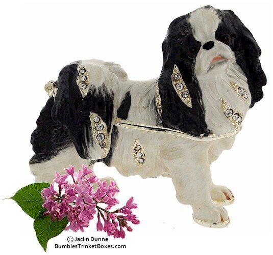 Japanese Chin