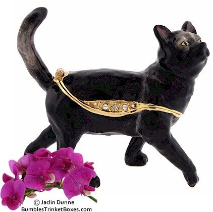 Bombay Black Cat