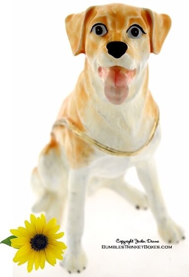 A Yellow Labrador Sitting