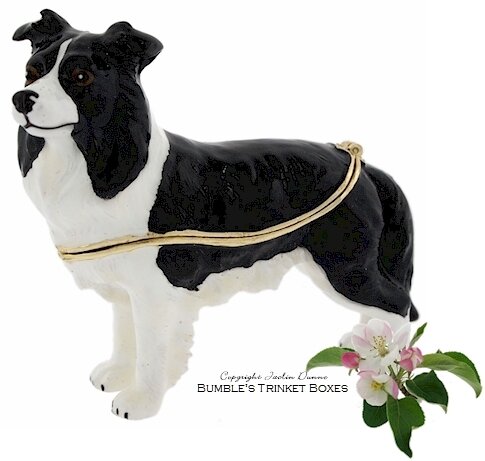 A Border Collie Standing