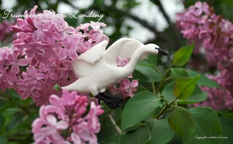 Trumpeter Swan Landing | Hand Painted Christmas Ornament &amp; Decorative Magnet