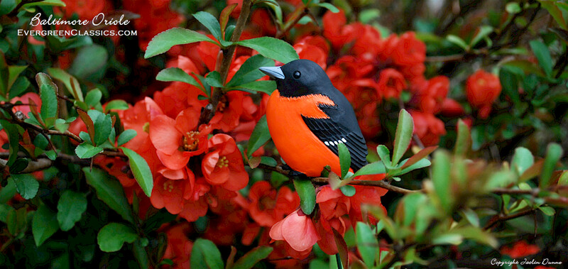 Baltimore Oriole Perching | Hand Painted Christmas Ornament &amp; Decorative Magnet