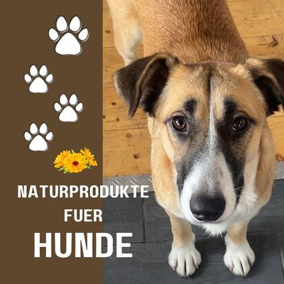 Für Hunde