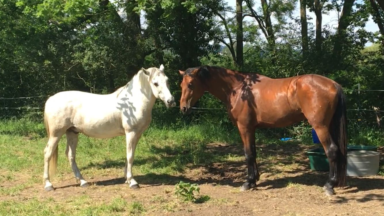 Kolloidmischung - Stoffwechsel & Darm
