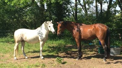Kolloidmischung - Stoffwechsel & Darm Kolloidmischung - Stoffwechsel & Darm