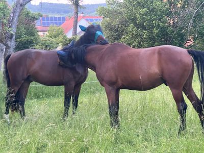 Kolloidmischung - Bewegungsfreude (Mineral Senior) Kolloidmischung - Bewegungsfreude (Mineral Senior)
