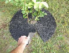 24" Rubber Mulch Tree Ring