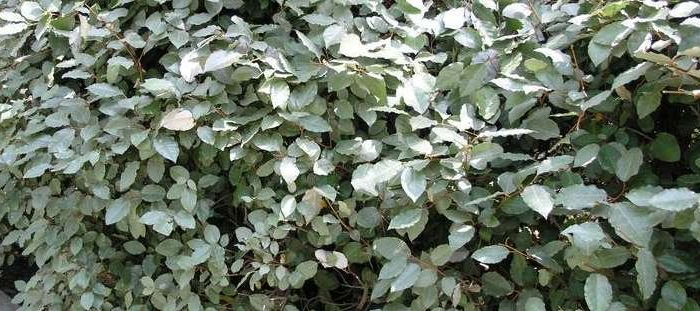 Elaeagnus silver thorn ( Good Neighbor Plant )
