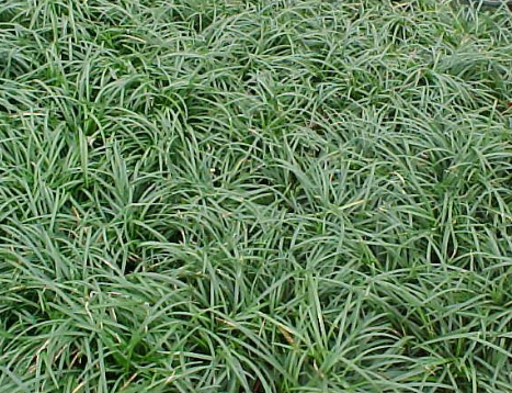 Mondo Dwarf Liriope Grass