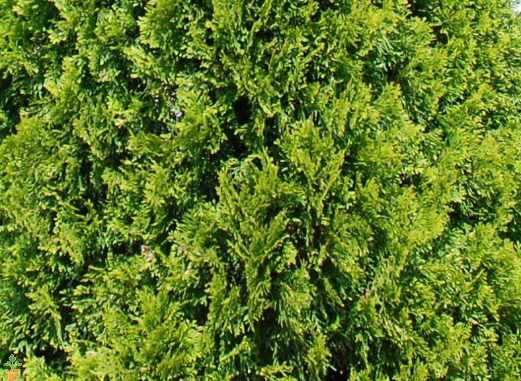 Arborvitae Emerald Green