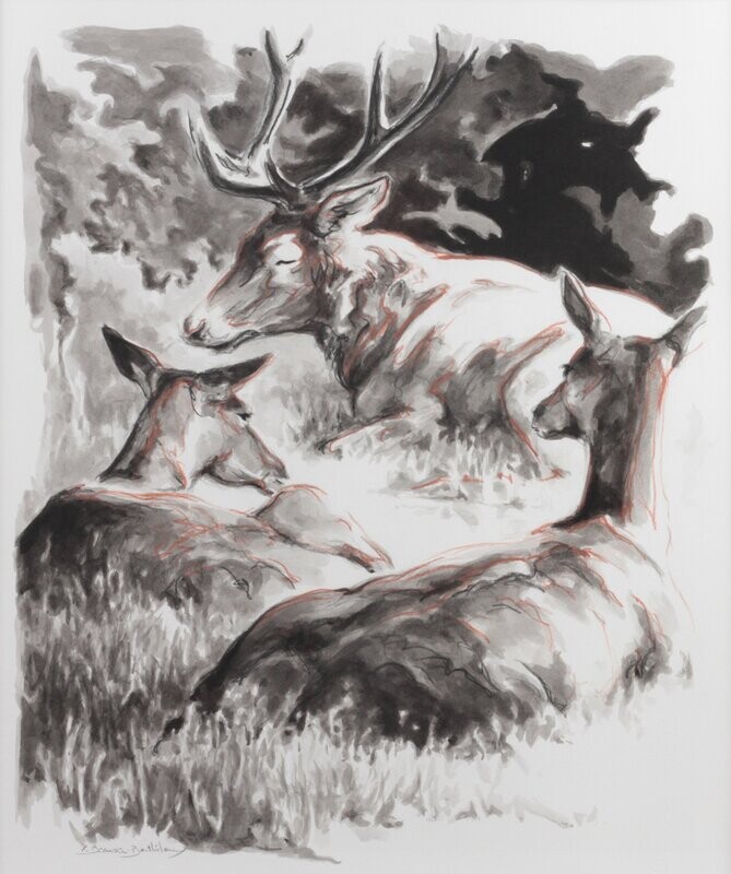 Cerf et biches couchées