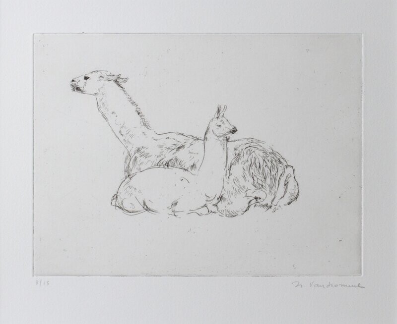 Lama et son jeune
