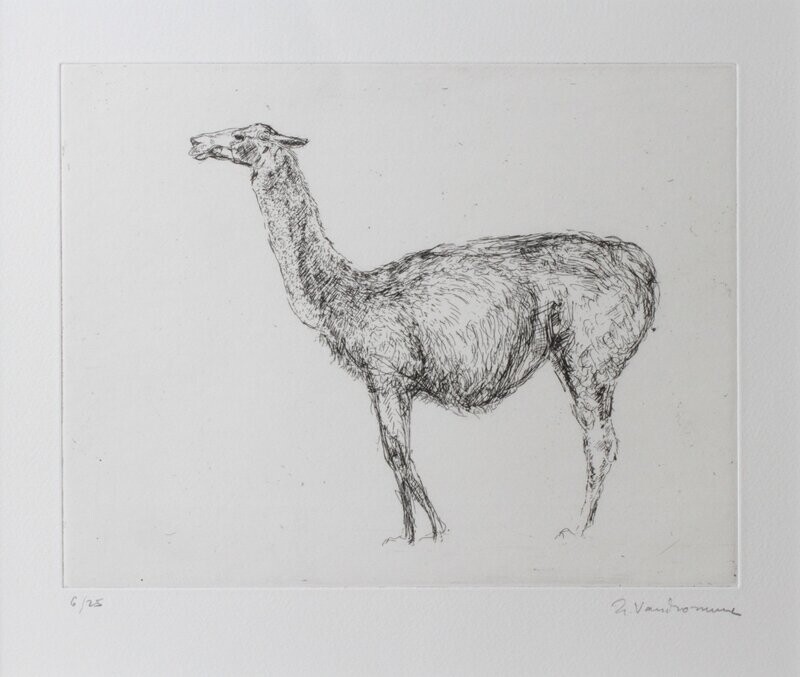 Lama II