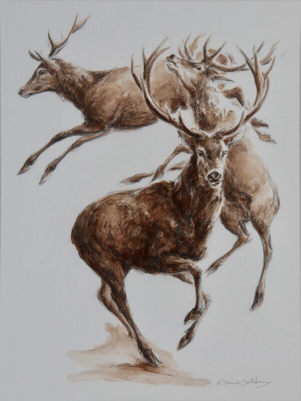 Cerfs