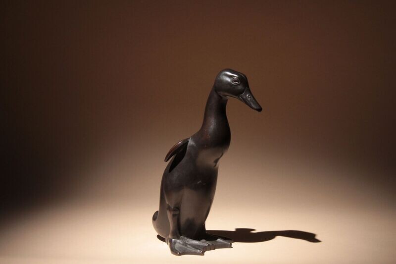 Duckling indian runner - Ricardo SCARPA