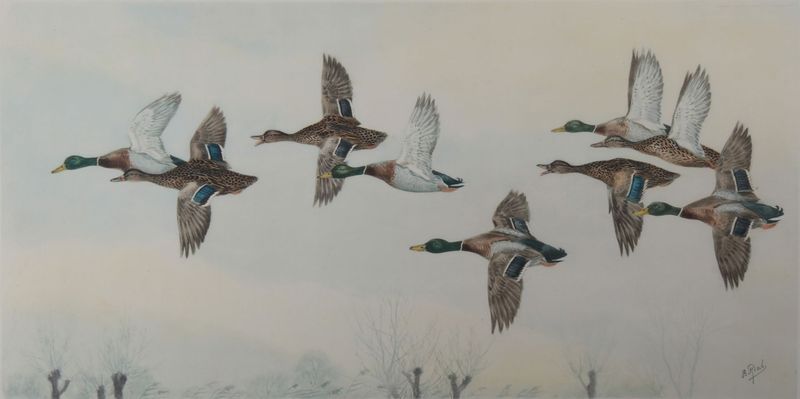 Vol de canards - RIAB